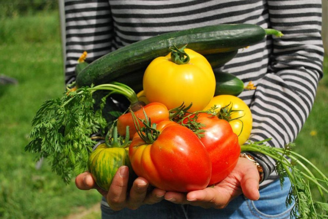 Sąsiedztwo warzyw w ogrodzie - które sadzić obok siebie, a jakich połączeń unikać?