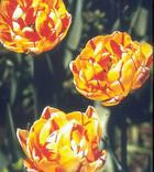 Tulipany z grupy 11.