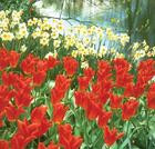 Wczesnowiosenna rabata z tulipan&oacute;w i narcyz&oacute;w