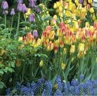 Połączenie wysokich tulipan&oacute;w z niewysokimi szafirkami