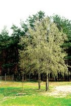 Ściana gęstego sosnowego lasu