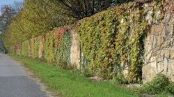 Wzdłuż wysokiego muru z piaskowca niedługo wyrośnie kolczasty &#8222;wał&#8221; z róży