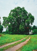 W cieniu konarów