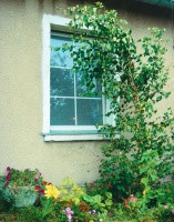 Ta brzoza zagościła przypadkiem w tak bliskim sąsiedztwie domu