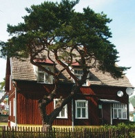 Stara, pokręcona sosna zdaje się żyć w zgodzie z równie starym, drewnianym domem