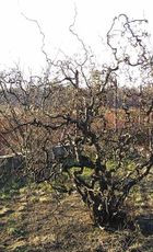 Leszczyna pospolita ‘Contorta’