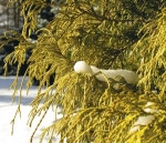 Roślinność iglasta w zimie