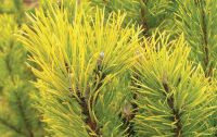 Sosna g&oacute;rska odmiany Złoto Zimy