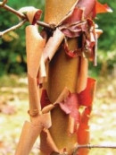 Klon strzępiastokory