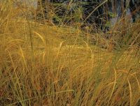 Spartyna grzebieniasta