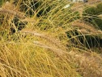 Rozplenica japońska