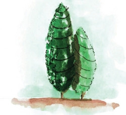 Okręcenie rośliny sznurkiem w celu zabezpieczenia przed odkształceniem przekroju