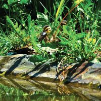 W dużym ogrodzie od południa przybywa nie tylko zieleni, ale także mieszkańców; ostatnio wykluły się trzy dzikie kaczuszki, które dziś doskonale pływają u boku mamy