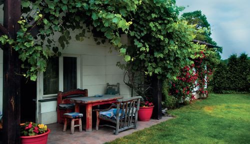 Południowy taras w oplocie bujnej winorośli