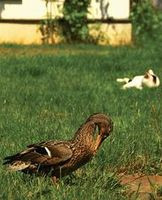 Kacza rodzina gniazduje oczywiście nad stawem