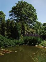 Matka bardzo szybko ustaliła zasady ogrodowego współżycia: siedem kotów, nie licząc sąsiedzkich, dużym łukiem omija kaczy dziób