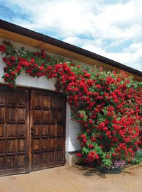 Wyjątkowo dorodny krzew różany zdobiący jedne z kilku wrót budynku gospodarczego