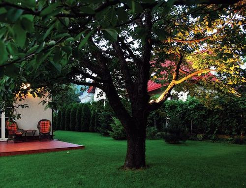 Tytułowa czereśnia