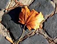 Jak przygotować ogr&oacute;d do zimy