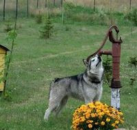 Ozdobą i ciekawostką ogrodu jest stara, nieczynna pompa, w której zagnieździły się sikorki