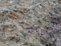 Rury kolektora poziomego (PE-HD) muszą być ułożone bardzo starannie przez wyszkoloną ekipę