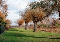 Aleja starych wierzb urzekła zarówno Grażynę, jak i Marka