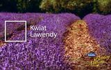 Kwiat lawendy - Śnieżka