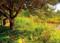 Ogr&oacute;d podobny do natury