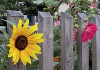 Wyb&oacute;r roślin do ogrodu