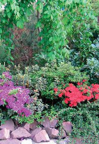 Zdaniem Bogusława Wójcika ogród otaczający dom powinien zmieniać się wraz z porami roku