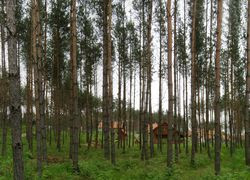 Jeżeli sosny trzydzieści lub więcej lat rosły obok siebie i ścigały się w g&oacute;rę o dostęp do światła, to wyrosły piękne, wysokie i smukłe, ale cienkie i kruche