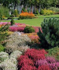 Kolorowe wrzosowiska