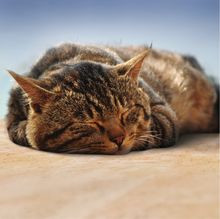 Podłogi Soft&amp;Silent w sklepach RuckZuck