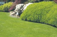 Miejsko czy sielsko? Jak założyć trawnik i kwietną łąkę