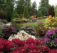 Feeria barw 130 azalii i różaneczników