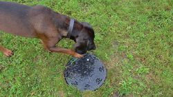 Wylot studzienki rozdzielczej