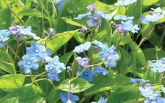 Rośliny okrywowe - alternatywa dla trawnika