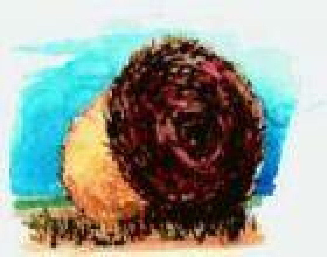 Biomasa paliwo za grosze