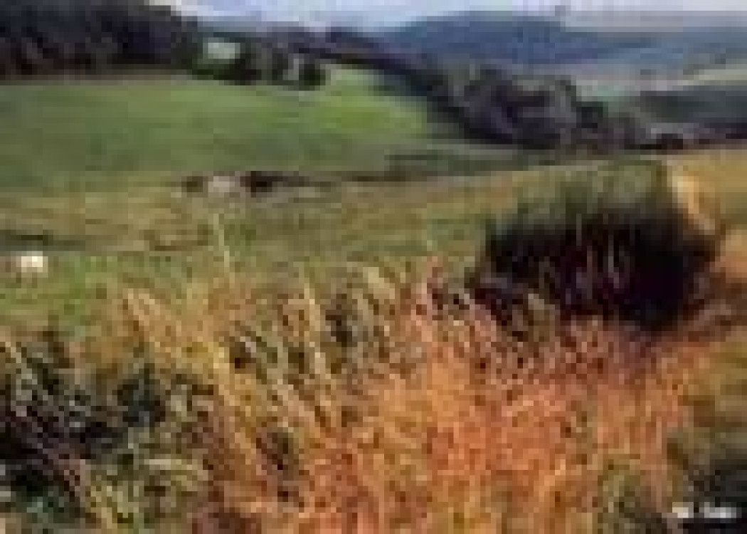 Oczyszczalnie gruntowo-korzeniowe - pracujące trzciny 