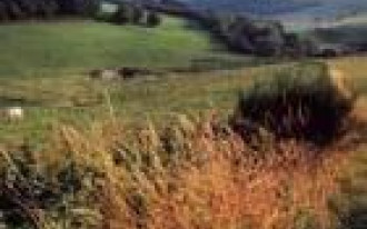 Oczyszczalnie gruntowo-korzeniowe - pracujące trzciny 