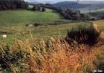 Oczyszczalnie gruntowo-korzeniowe - pracujące trzciny 