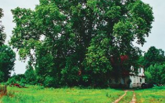 Dom w cieniu konarów