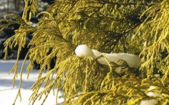 Rośliny zimową porą