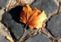 Jak przygotować ogród do zimy