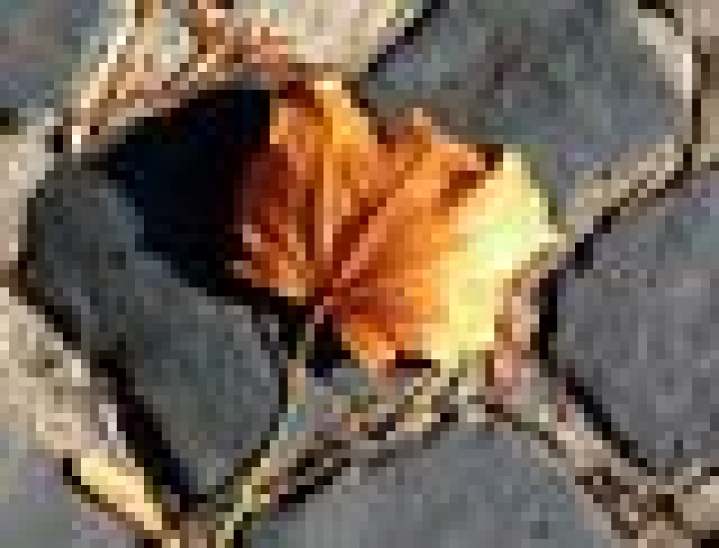 Jak przygotować ogród do zimy