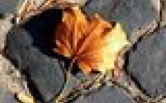 Jak przygotować ogród do zimy