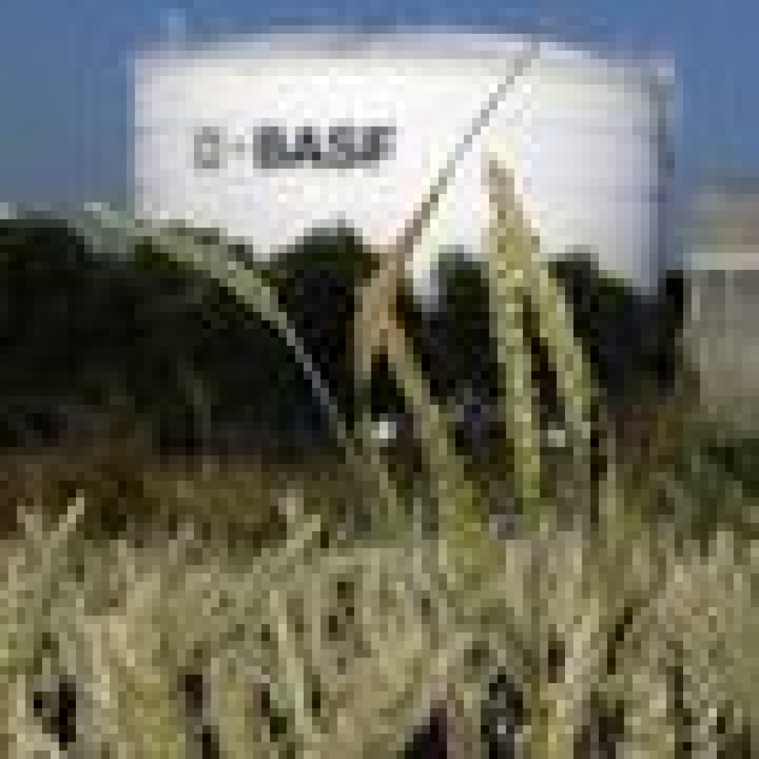BASF, dział chemii budowlanej, buduje fabrykę w Śremie