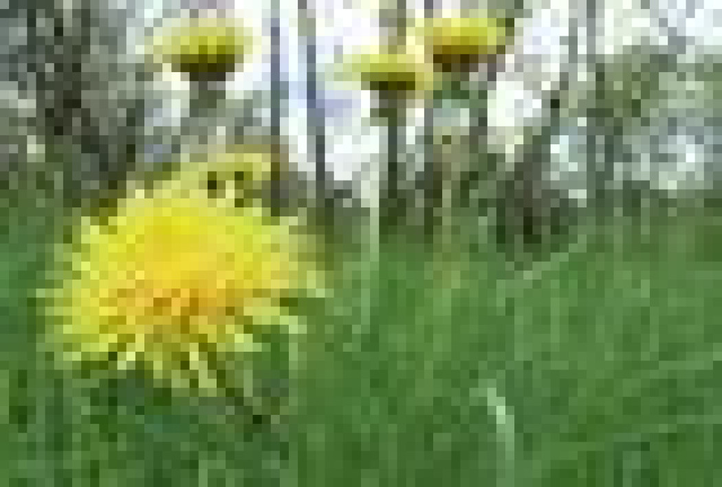 Trawnik z siewu czy z rolki?