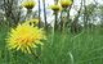 Trawnik z siewu czy z rolki?