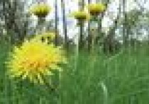 Trawnik z siewu czy z rolki?